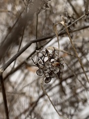 Ceanothus americanus