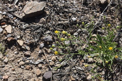 Nidorella resedifolia