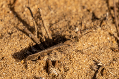 Spharagemon cristatum