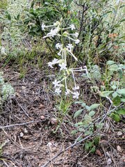 Ipomopsis aggregata candida