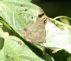 Contrafacia marmoris