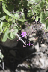 Commicarpus squarrosus