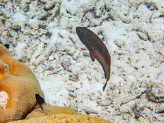 Stegastes partitus