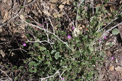 Commicarpus squarrosus