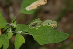 Pegomya
