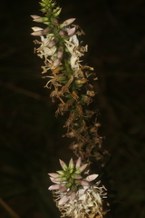 Coutoubea spicata
