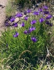 Phyteuma hemisphaericum