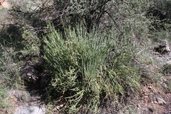 Kleinia longiflora