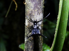 Micrathena raimondi