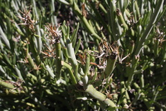 Kleinia longiflora