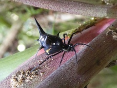 Micrathena raimondi