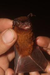 Eptesicus furinalis