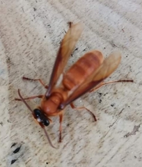 Provespa barthelemyi