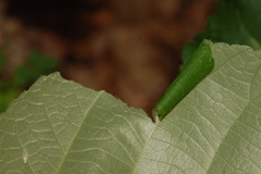 Pantographa limata