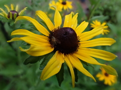 Chrysopilus modestus