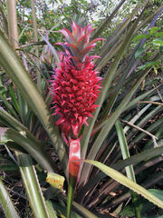 Ananas macrodontes