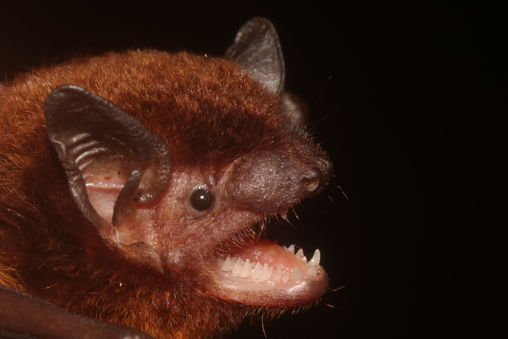Argentinian Brown Bat
