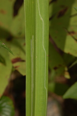 Ophiomyia kwansonis