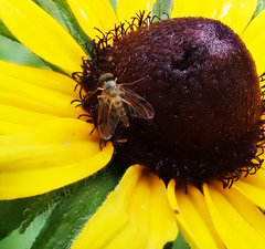 Chrysopilus modestus