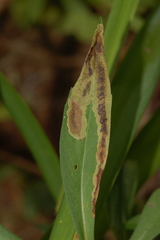 Nemorimyza posticata