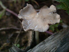 Fungi