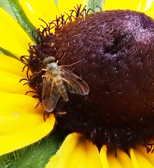 Chrysopilus modestus