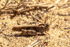 Spharagemon cristatum