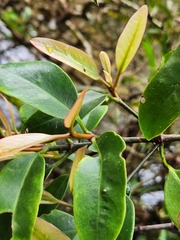 Garcinia gummi-gutta