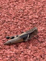 Melanoplinae