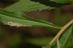 Calycomyza solidaginis