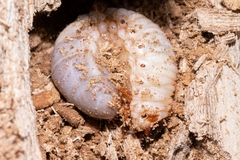 Trypoxylus dichotomus dichotomus