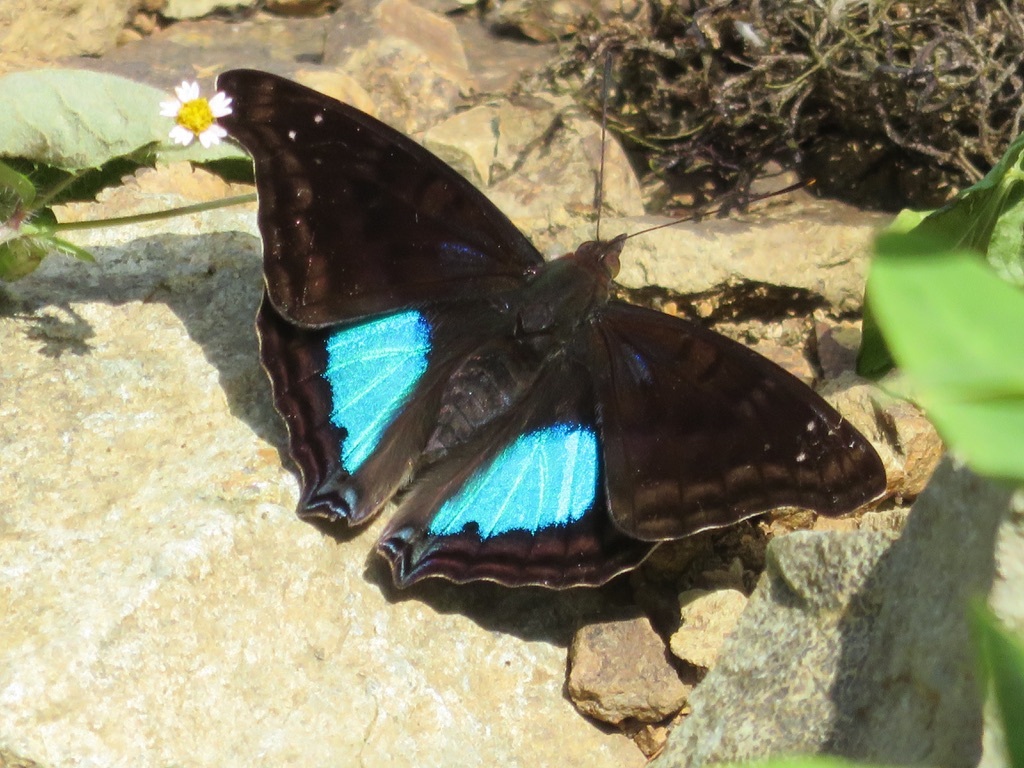 Doxocopa image