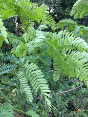 Tamarindus indica