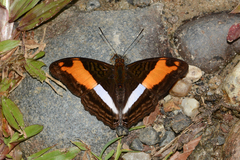 Adelpha cocala cocala