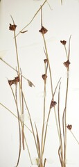 Juncus biglumis