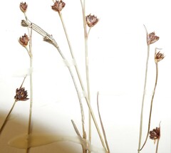 Juncus biglumis