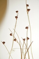 Juncus biglumis