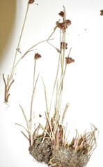 Juncus biglumis