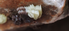 Athericidae