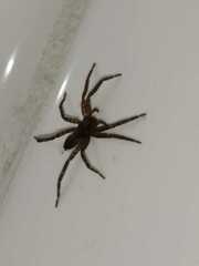 Asthenoctenus borellii