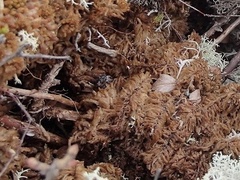 Sphagnum magellanicum