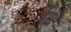 Athericidae