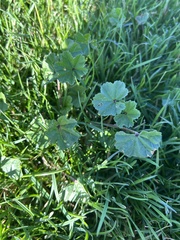 Malva parviflora
