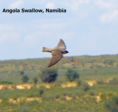 Ptyonoprogne fuligula