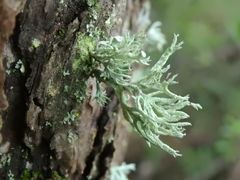 Ramalina