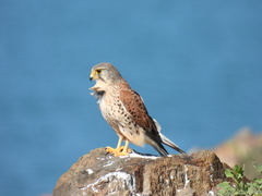 Falco tinnunculus dacotiae