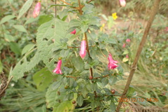 Fuchsia microphylla