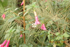 Fuchsia microphylla