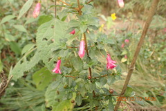 Fuchsia microphylla