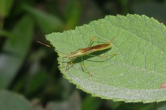 Stenocoris